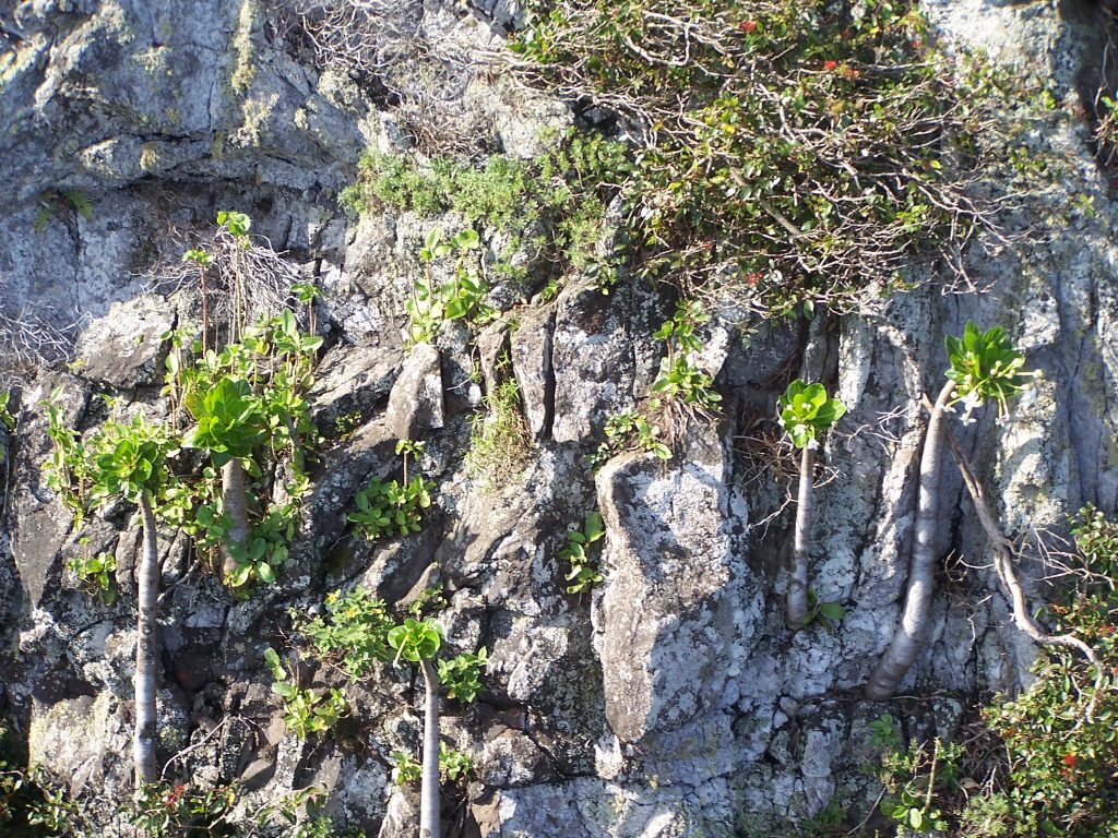 image of Pua `ala