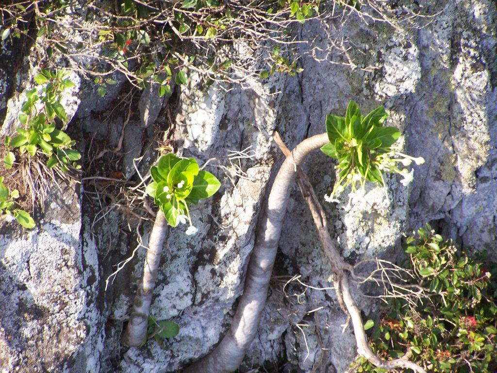 image of Pua `ala