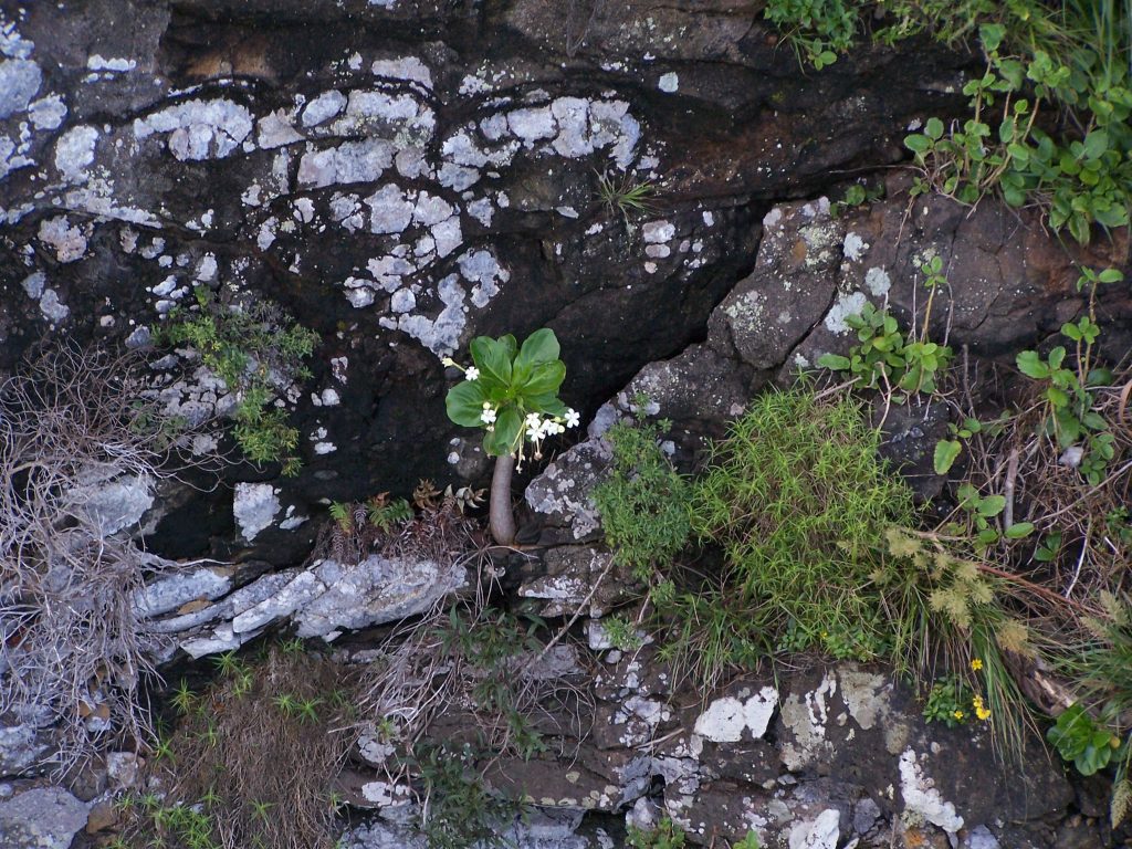 image of Pua `ala