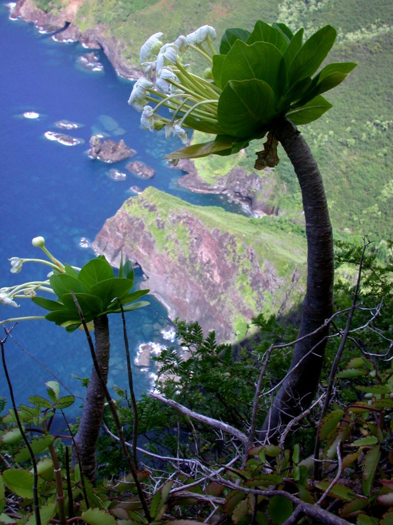 image of Pua `ala