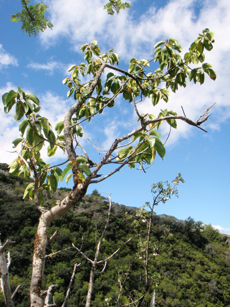image of Kauila