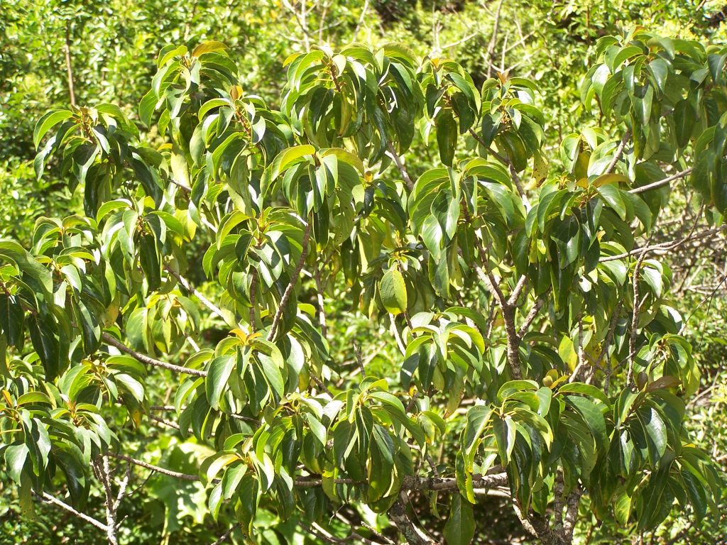 image of Kauila