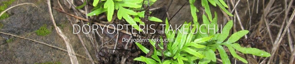 image of Doryopteris takeuchii