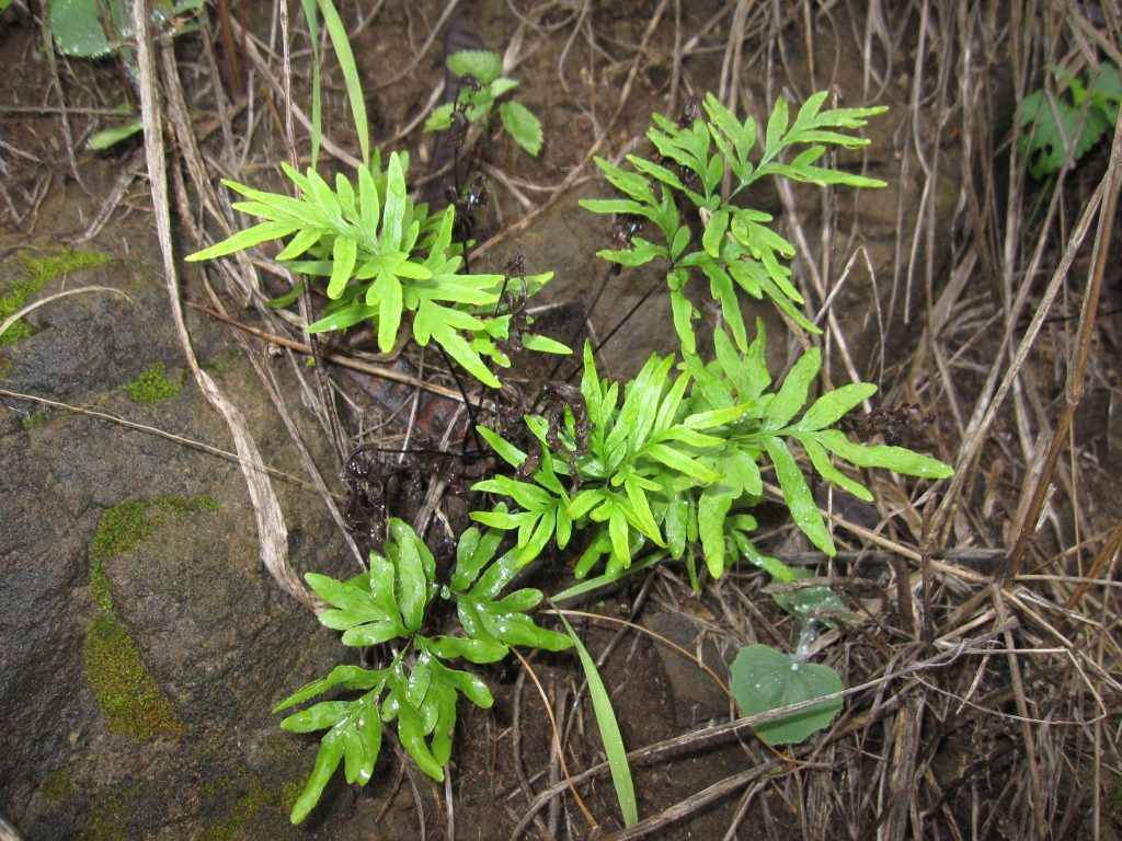 image of Doryopteris takeuchii