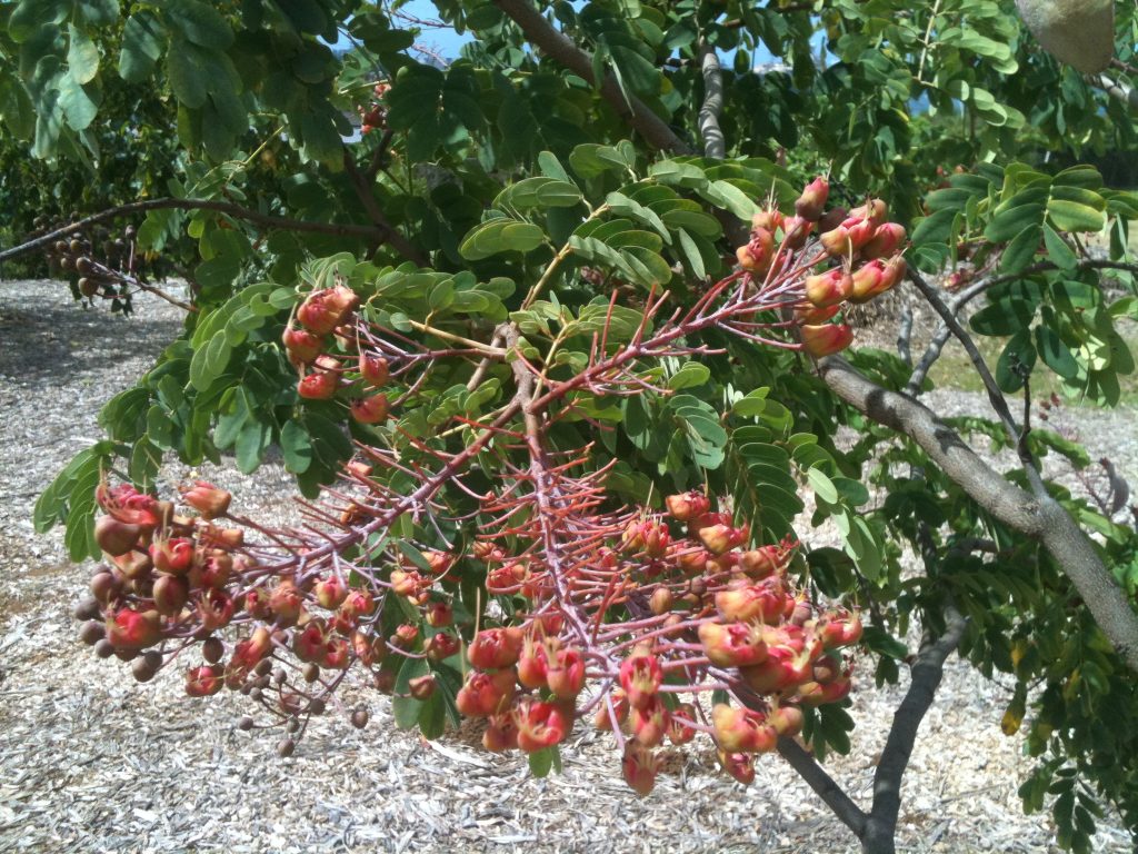 image of Mezoneuron kauaiense