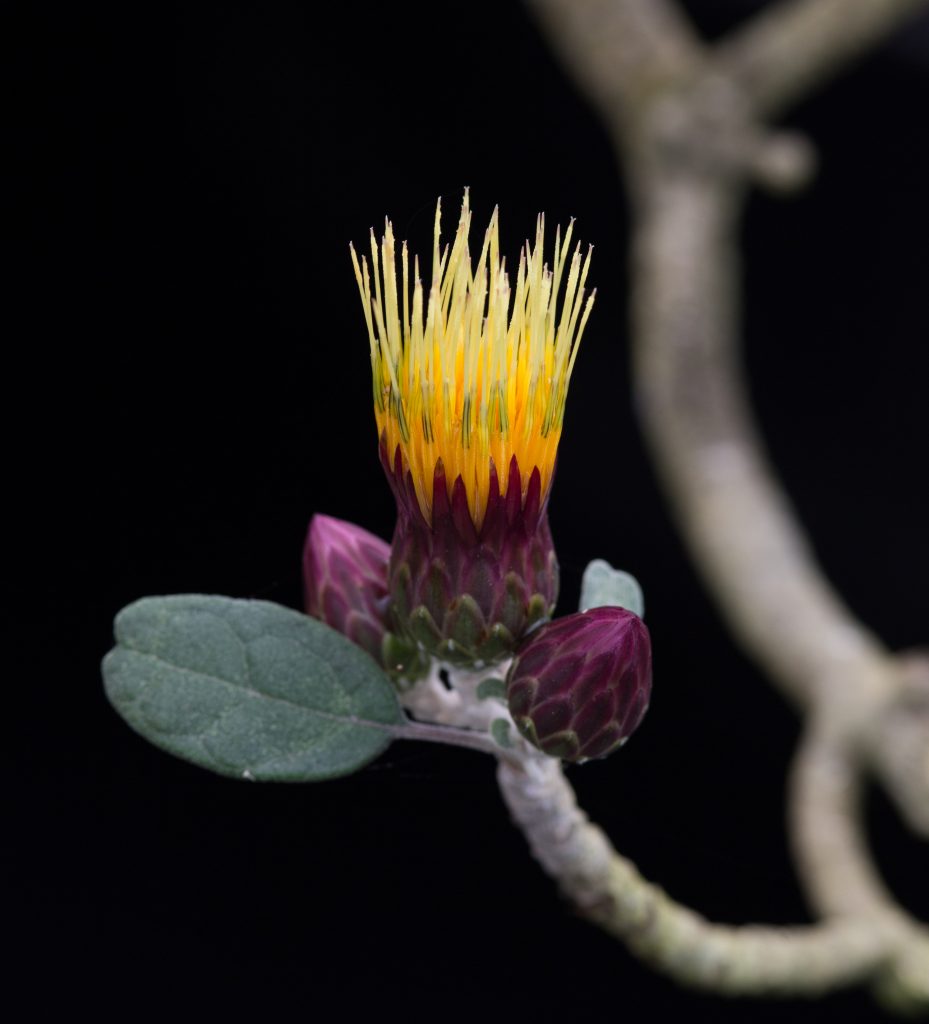 image of Hesperomannia oahuensis