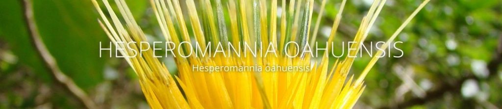 cover image of Hesperomannia oahuensis