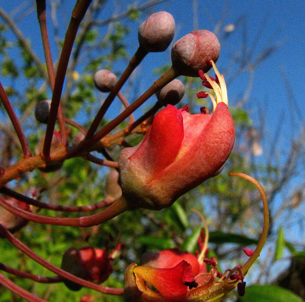 image of Mezoneuron kauaiense