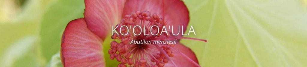 cover image of Ko'oloa'ula