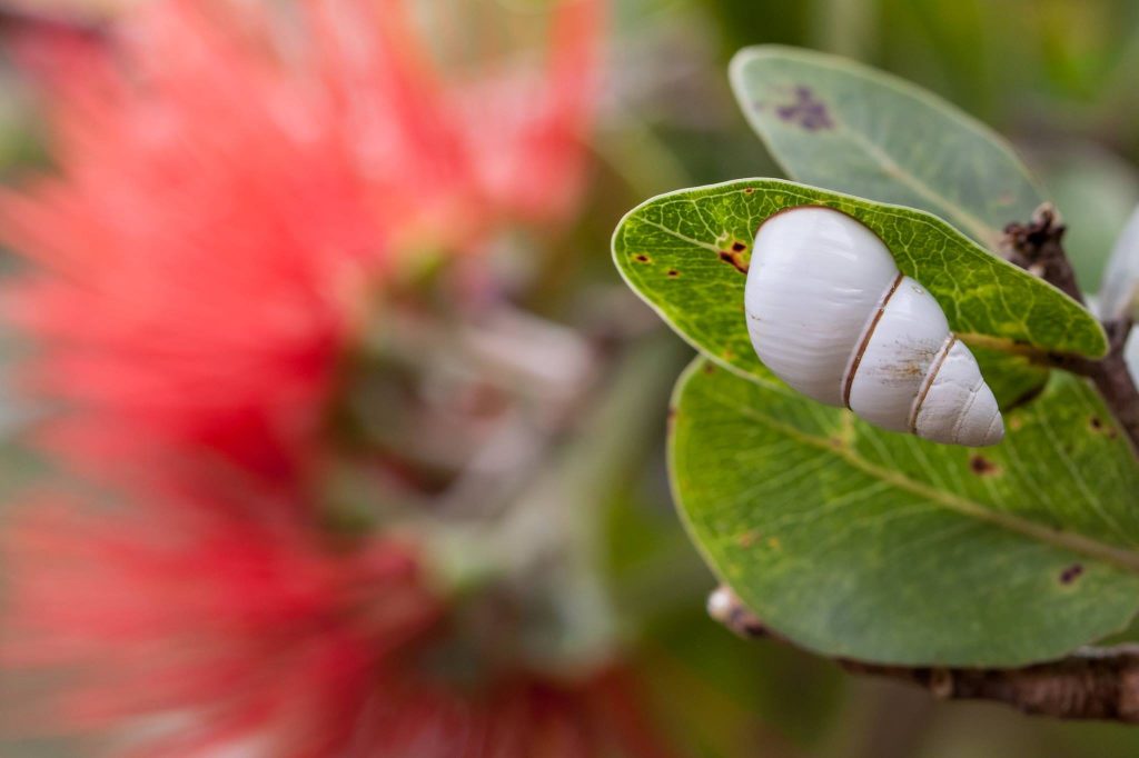 Achatinella decipiens