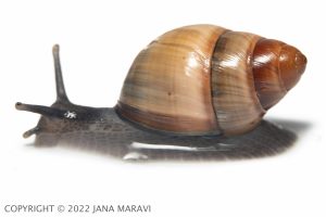 Achatinella bulimoides adult