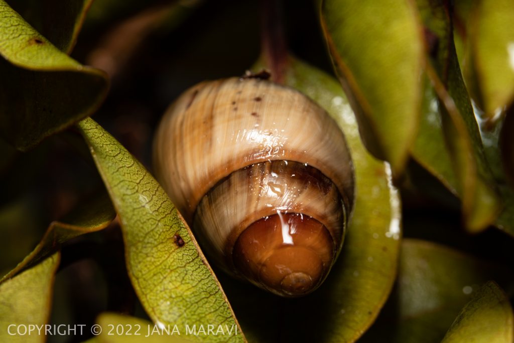 Achatinella bulimoides