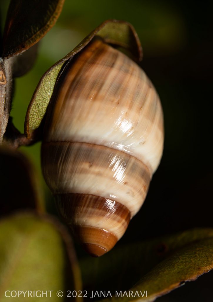 Achatinella bulimoides