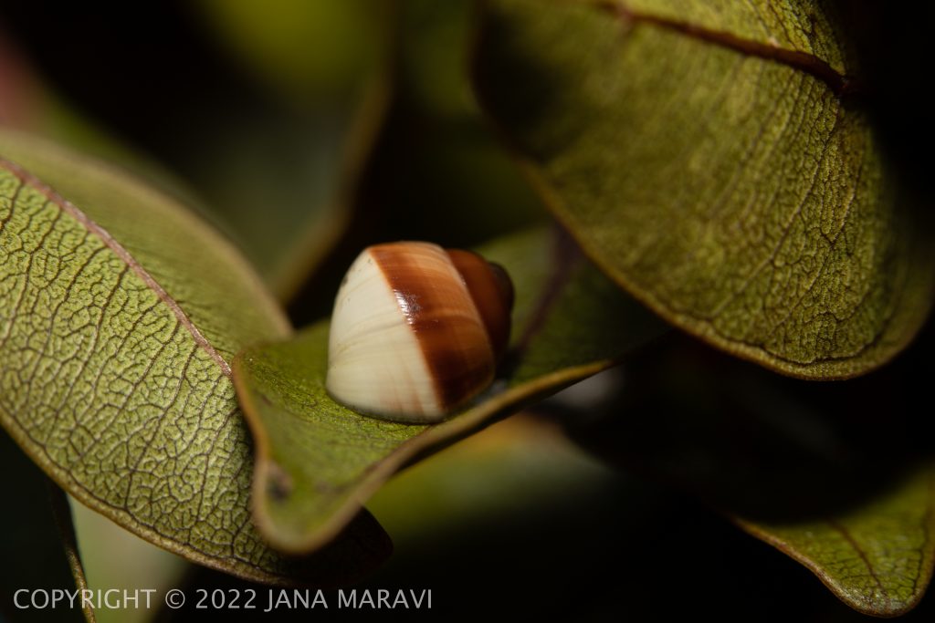 Achatinella bulimoides juvenile