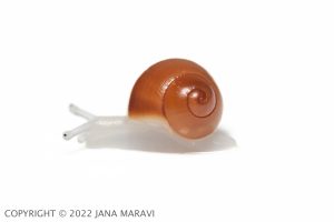 Achatinella bulimoides juvenile