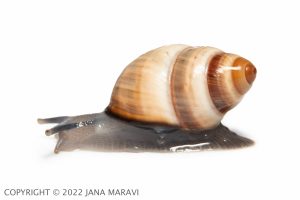 Achatinella bulimoides sub-adult