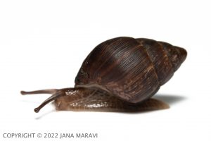 A profile photo of an Amastra rubens crawling