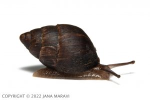 Amastra rubens sub-adult crawling