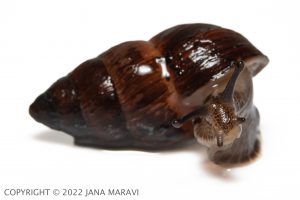 Amastra rubens tilting its head towards the camera