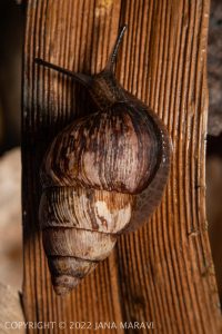 Amastra rubens adult crawling