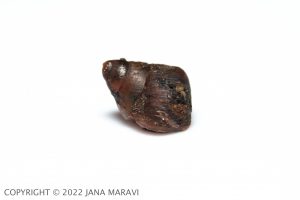 Amastra variegata juvenile