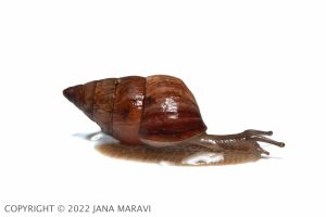 Amastra variegata adult