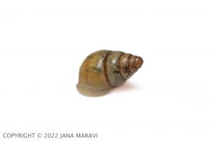 Auriculella gangeorum adult