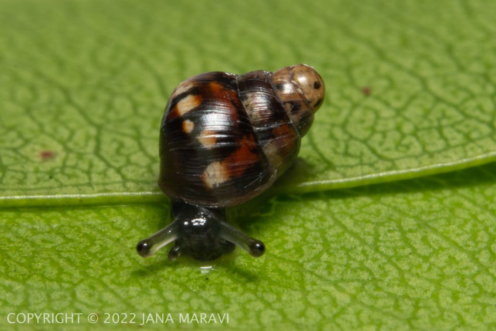 Auriculella gangeorum