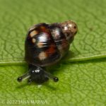 Auriculella gagneorum