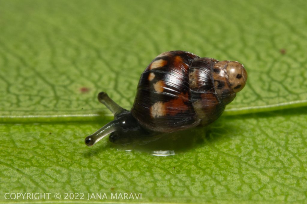 Auriculella gangeorum