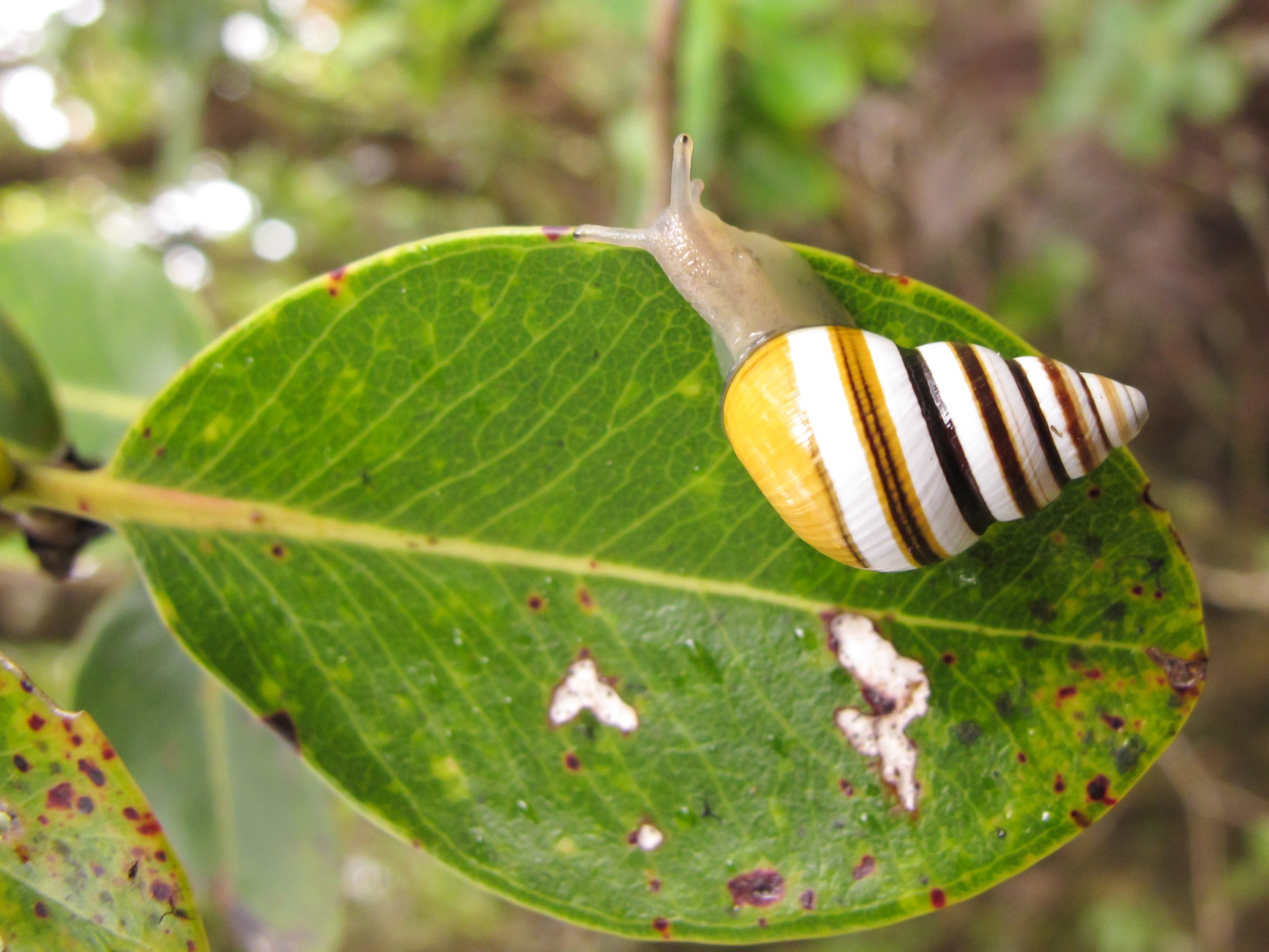 Partulina mighelsiana crawling on an ohia leaf