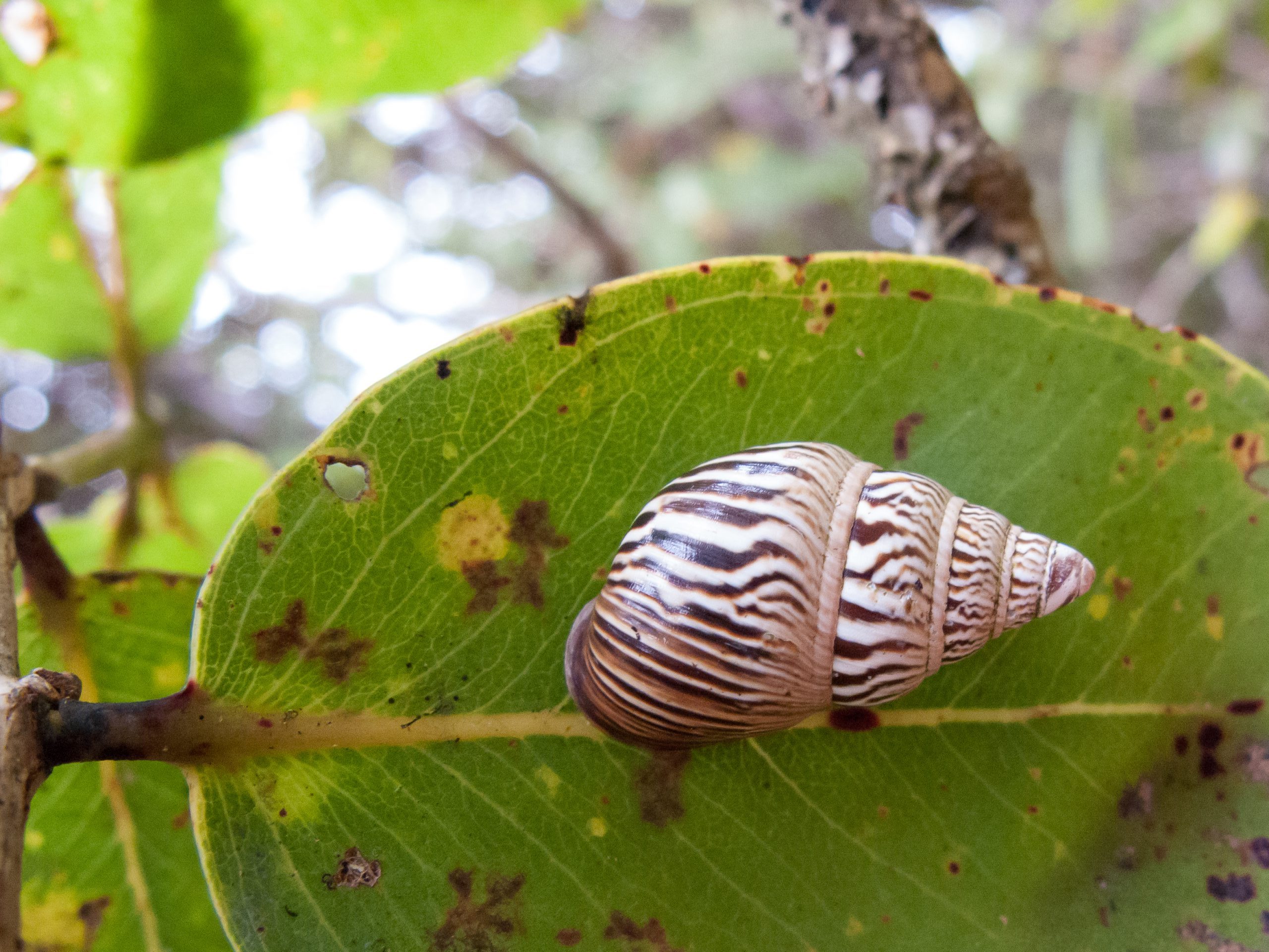 Partulina proxima estivating on an ohia leaf