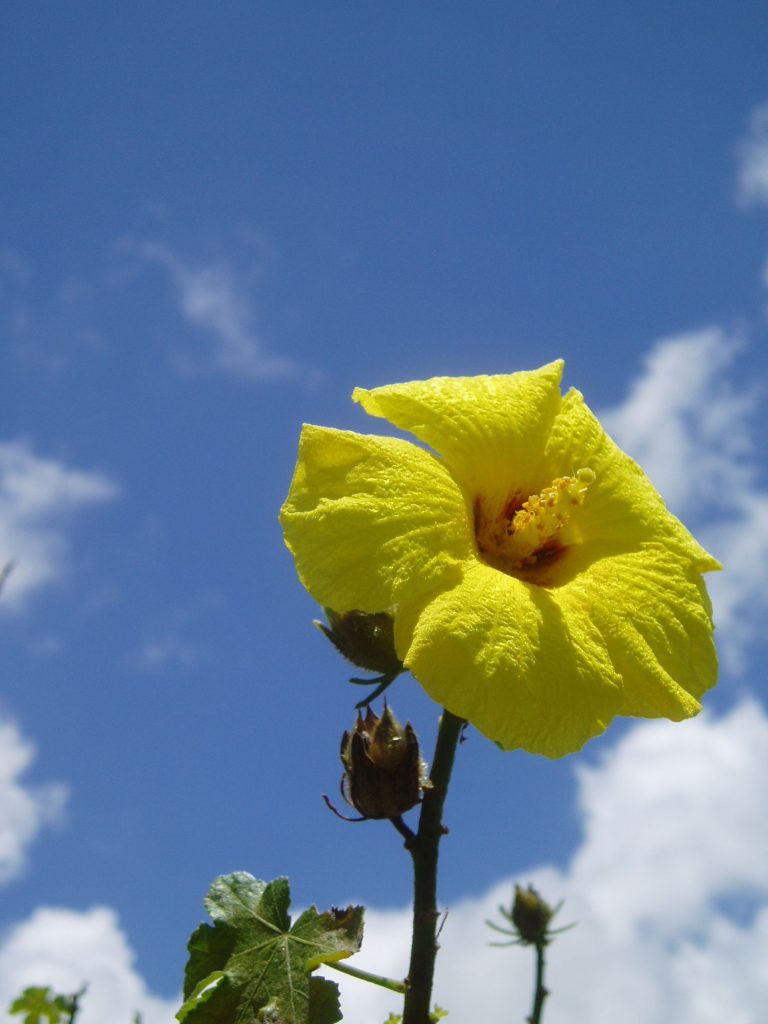 image of ma'o hau hele