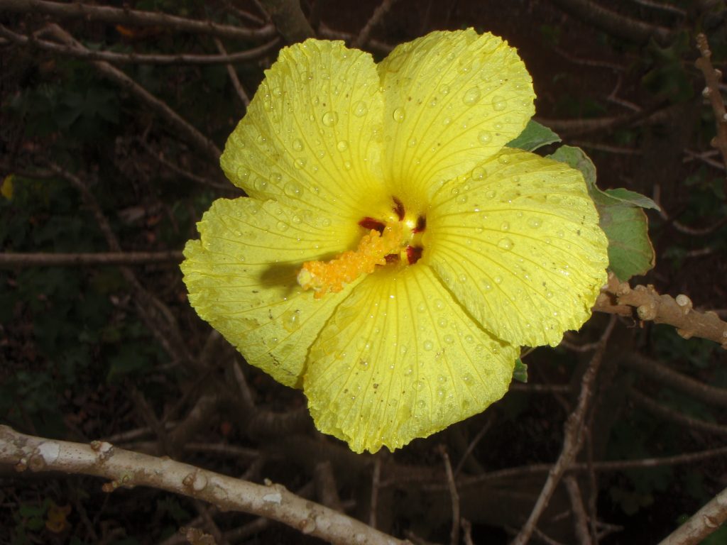 image of ma'o hau hele