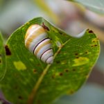 Achatinella decipiens