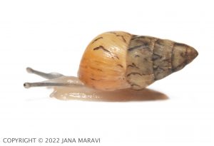 Laminella venusta sub-adult