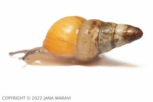 Laminella venusta adult