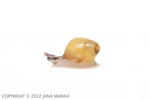Laminella venusta juvenile