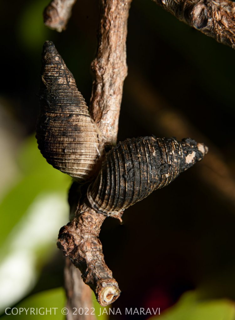 Newcombia canaliculata pair