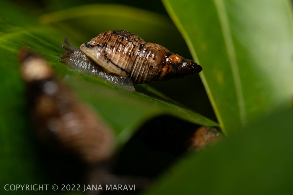 Newcombia canaliculata adult