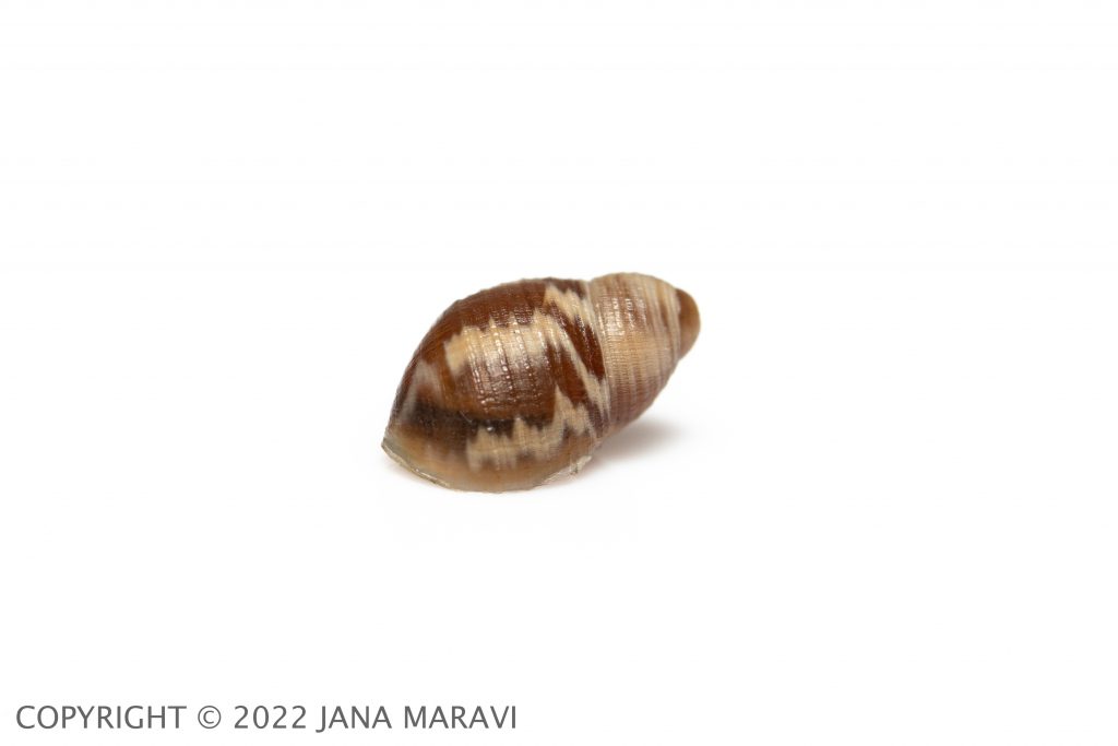 Newcombia canaliculata juvenile