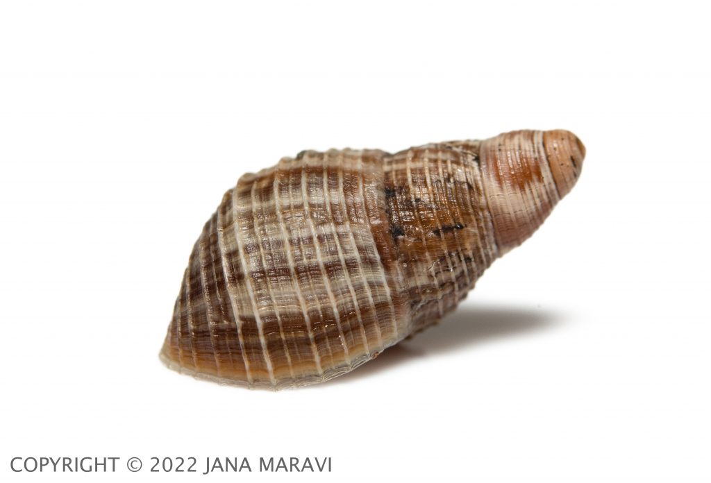 Newcombia canaliculata sub-adult