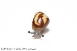 A juvenile Partulina crocea facing the camera.