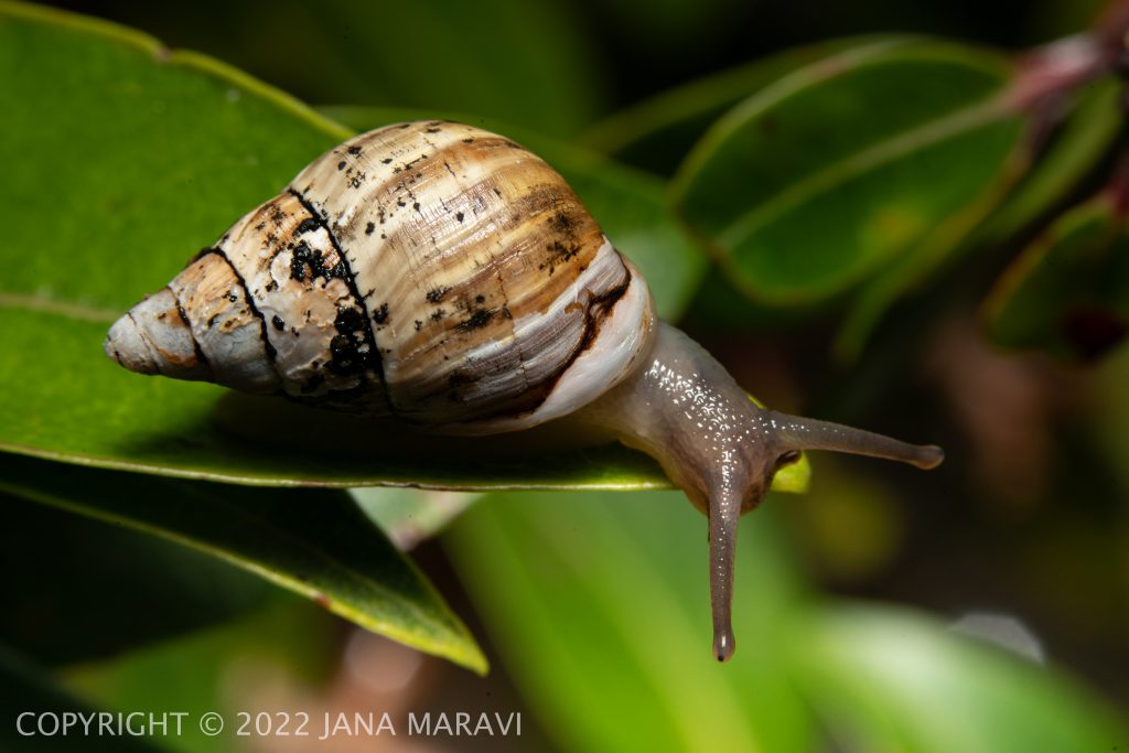 Partulina crocea adult crawling on an ohia leaf.