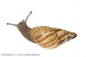 Birds eye view of an adult Partulina crocea crawling.