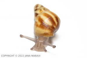 A sub-adult Partulina crocea facing the camera.