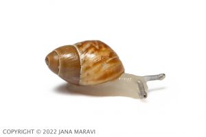 Perdicella zebra juvenile