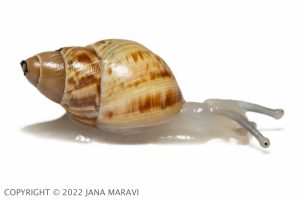 Perdicella zebra sub-adult