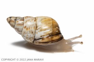 Perdicella zebra adult