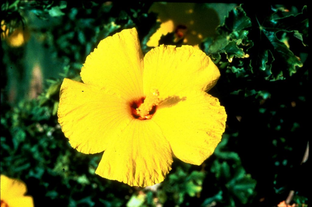 image of ma'o hau hele